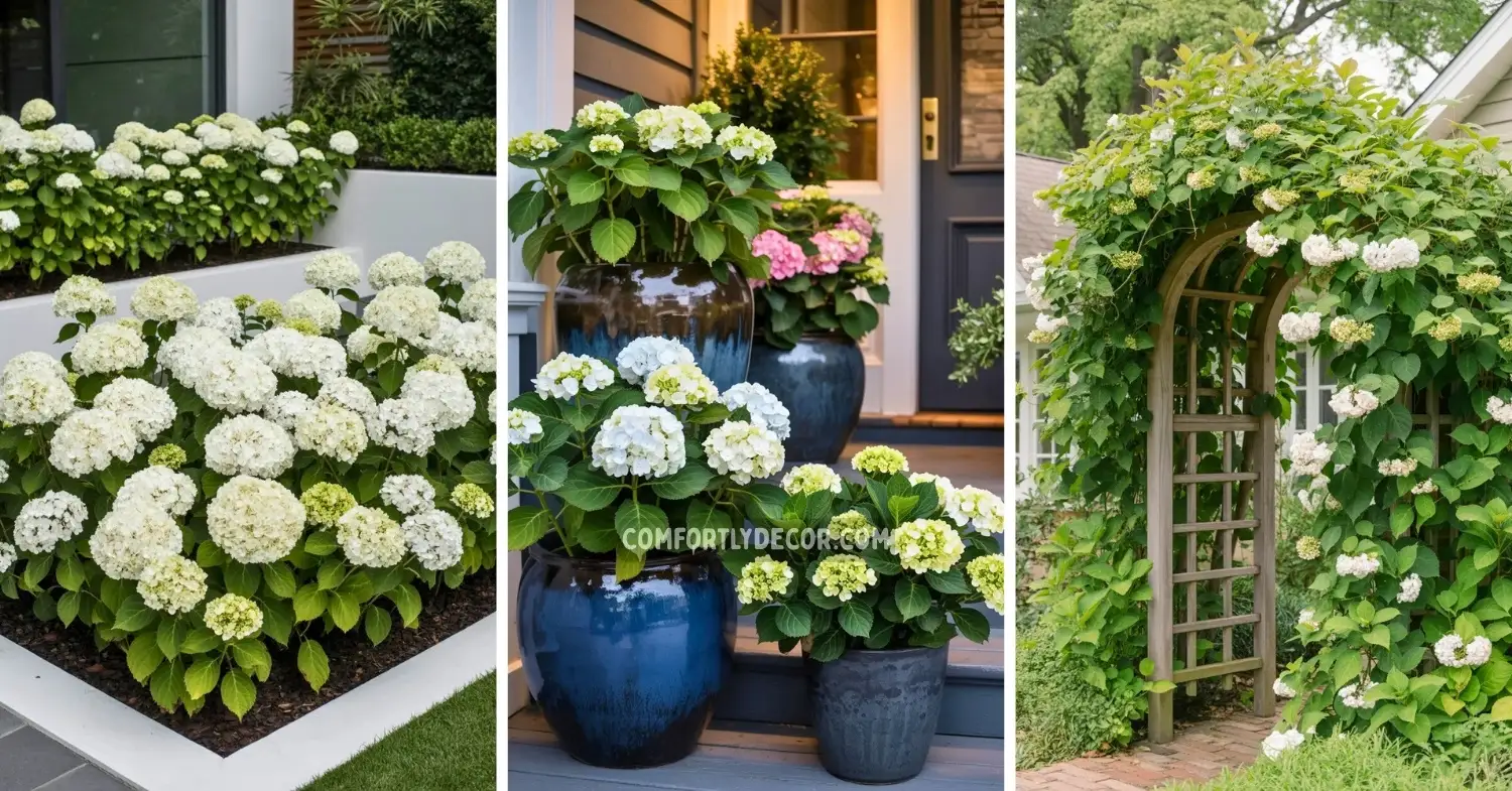 hydrangea garden front yard