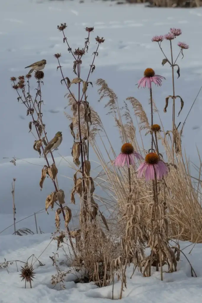 Keep Dead Stems Standing