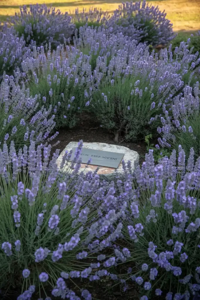 A Fragrant Lavender Bed