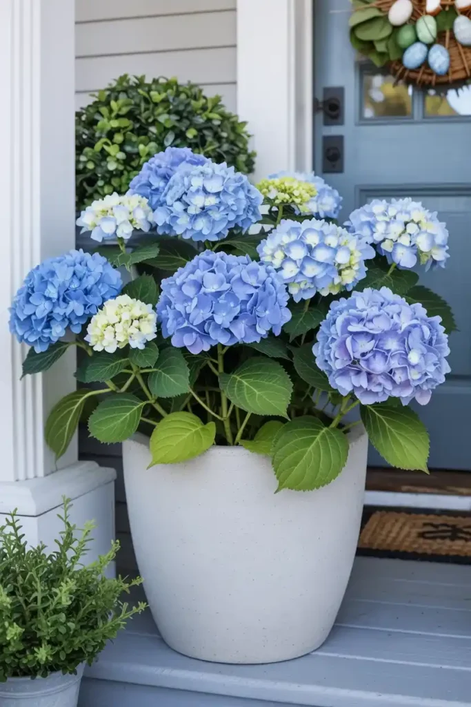 Blue Hydrangeas 1