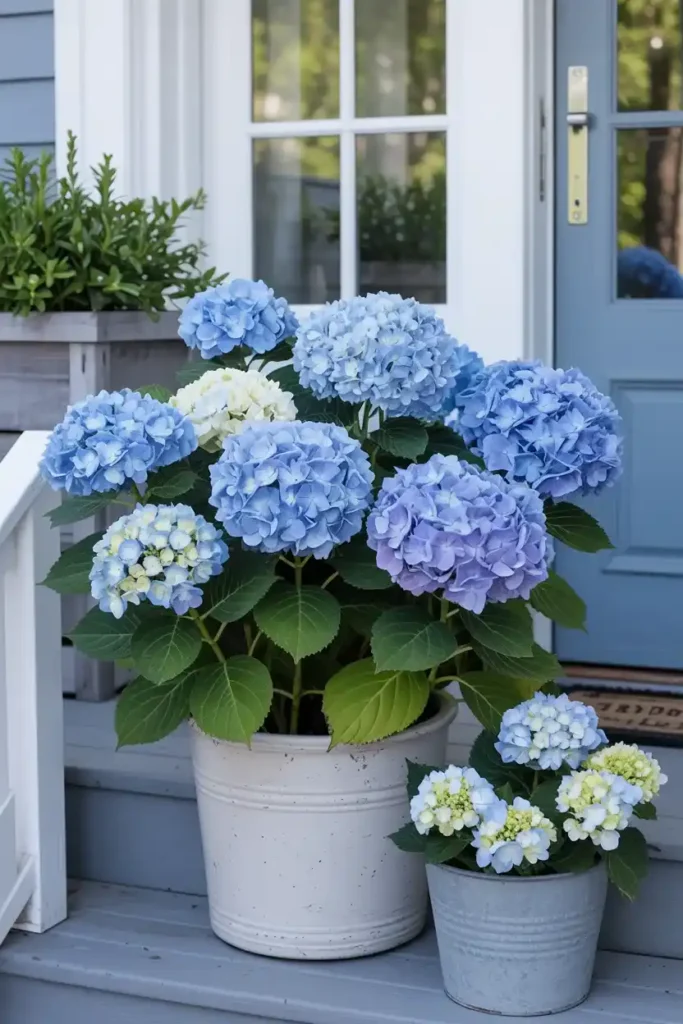 Blue Hydrangeas